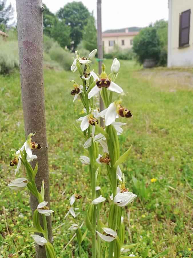 Valle Del Poggio Nocera Umbra Exterior photo